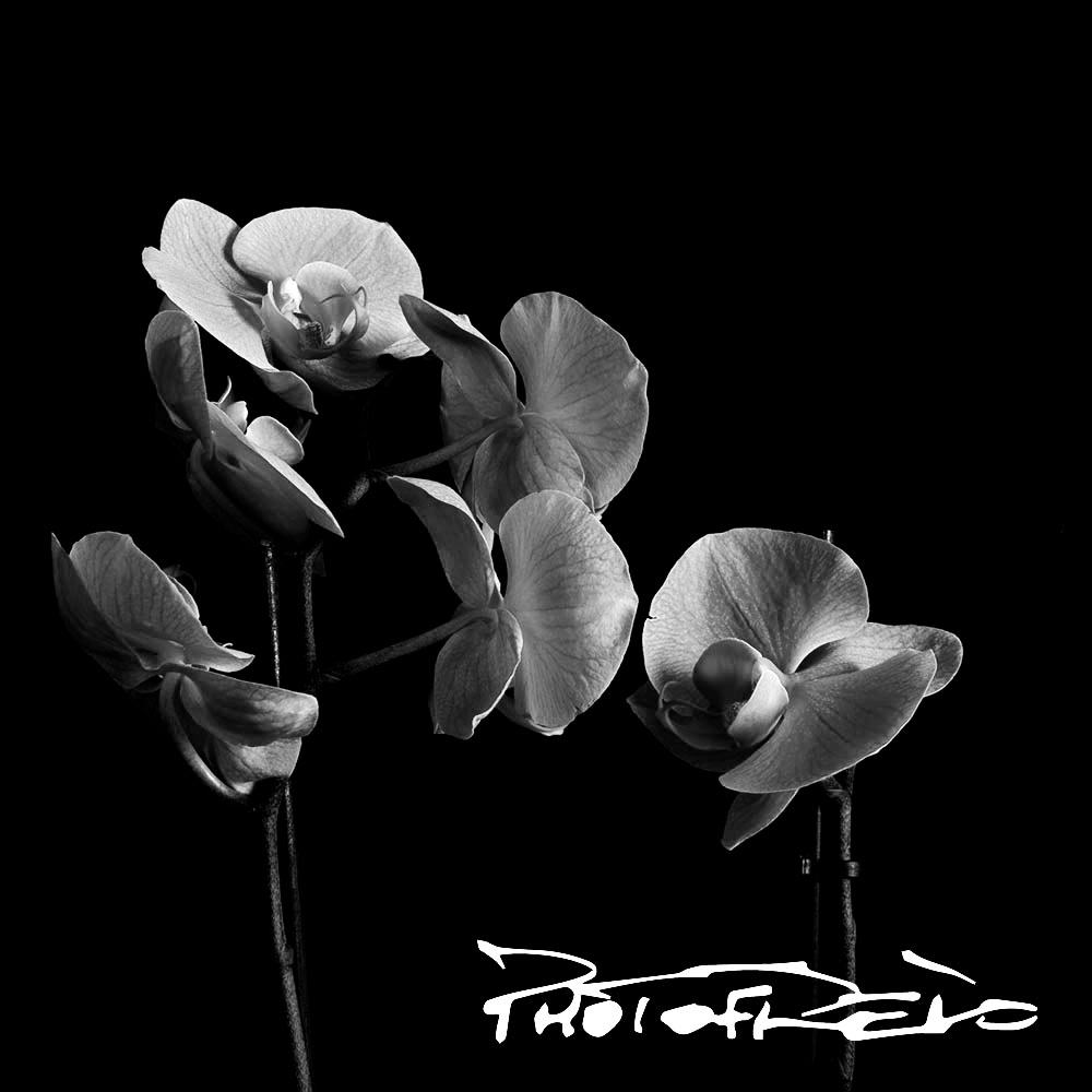 photo de fleurs en noir et blanc , photo de tulipe
